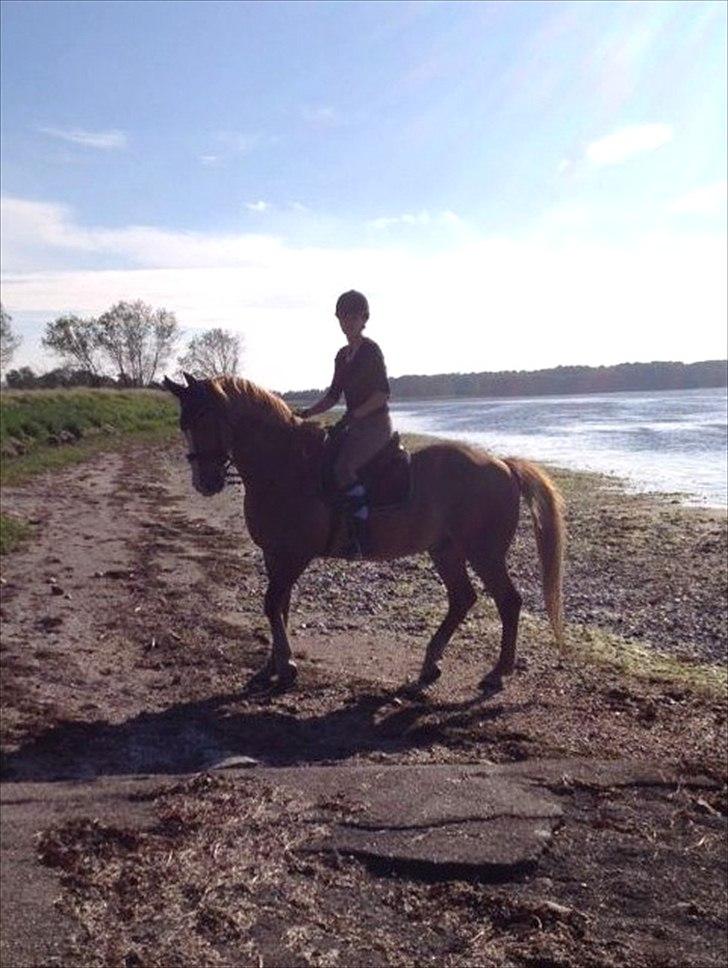 Frederiksborg Niki billede 10