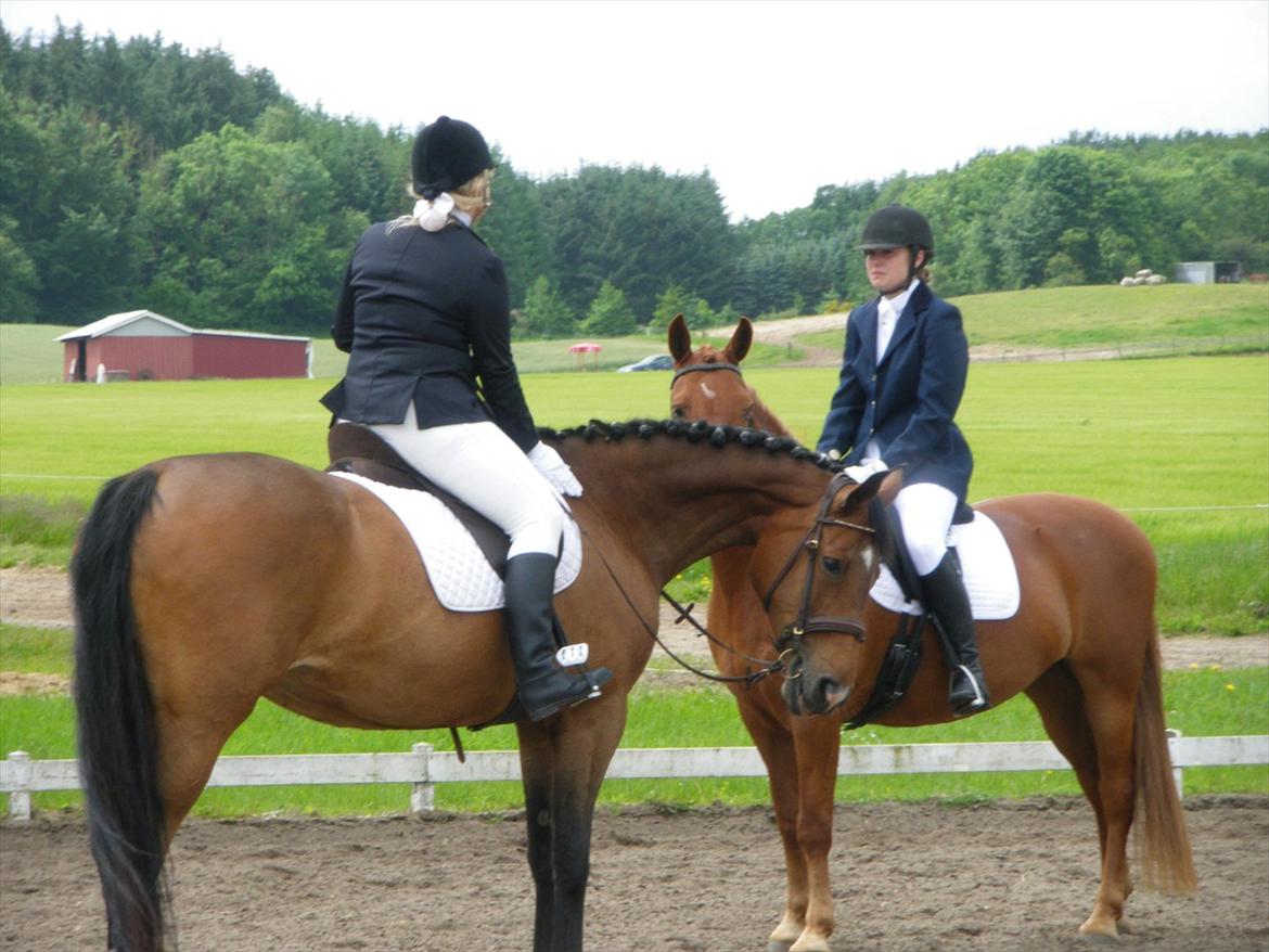 Anden særlig race Primas Hope billede 6