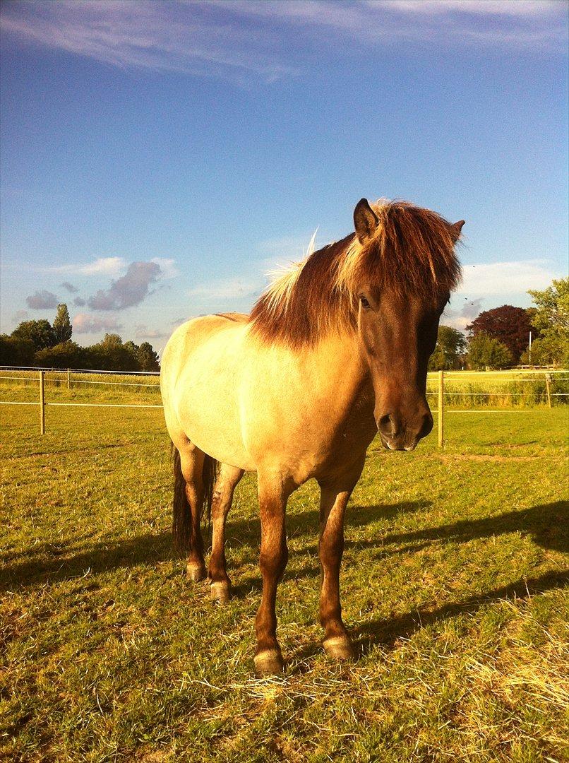 Islænder Fönix fra Tykhøjet billede 1