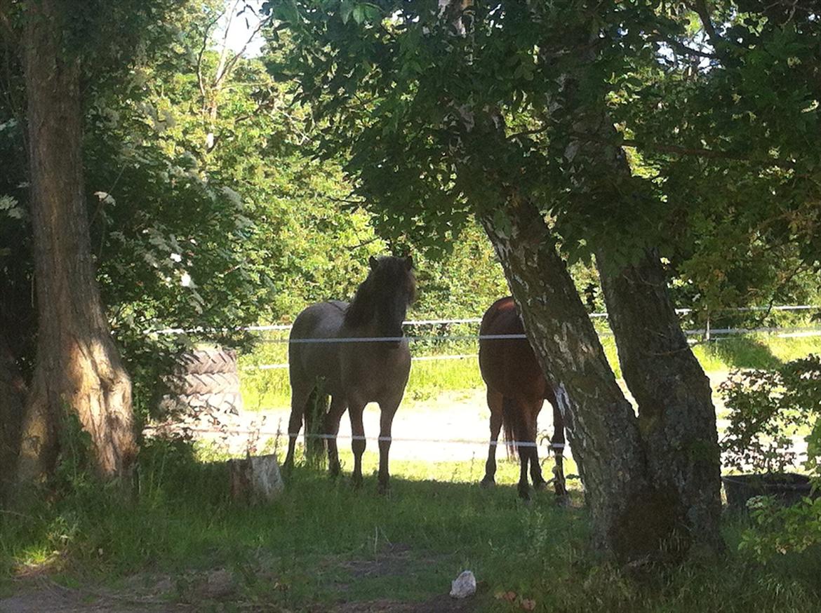 Islænder Fönix fra Tykhøjet - Mine to skønne heste nyder et plet i skyggen. Fönix til venstre og Katla gemmer sig bag træet billede 2