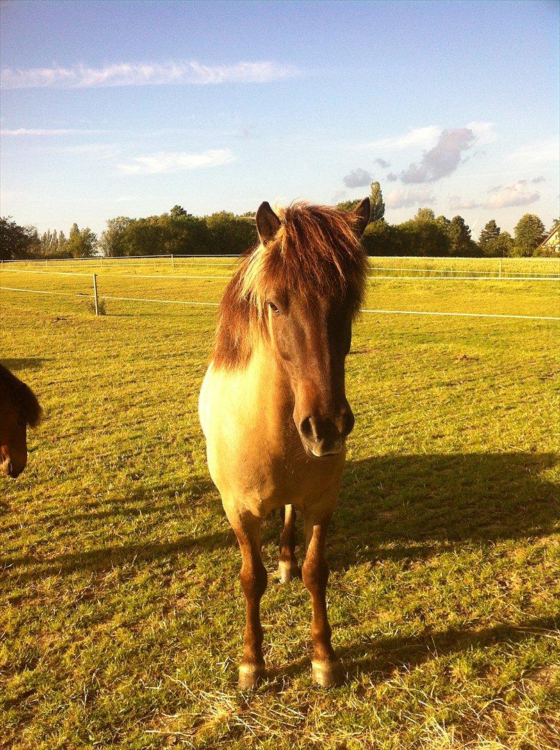 Islænder Fönix fra Tykhøjet billede 3