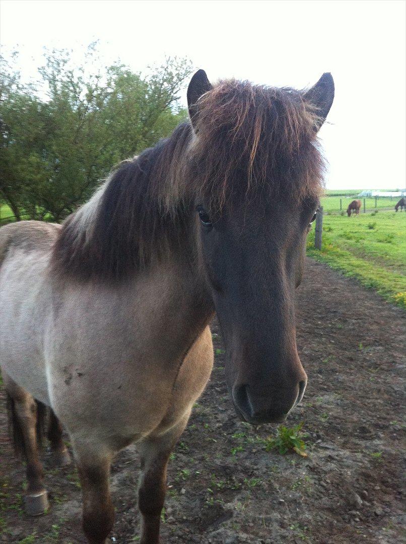 Islænder Fönix fra Tykhøjet billede 4