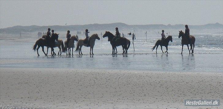 Fjordhest Perle Fjordvang - en ener' billede 17