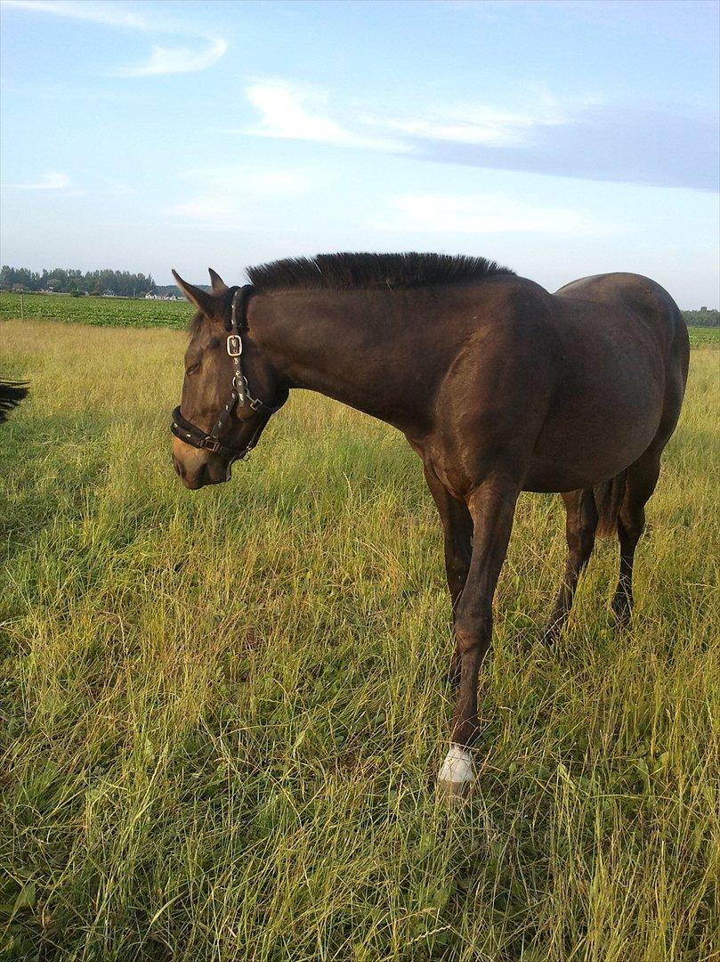 Oldenborg Akeem <3 - mmh Græs ;P billede 22