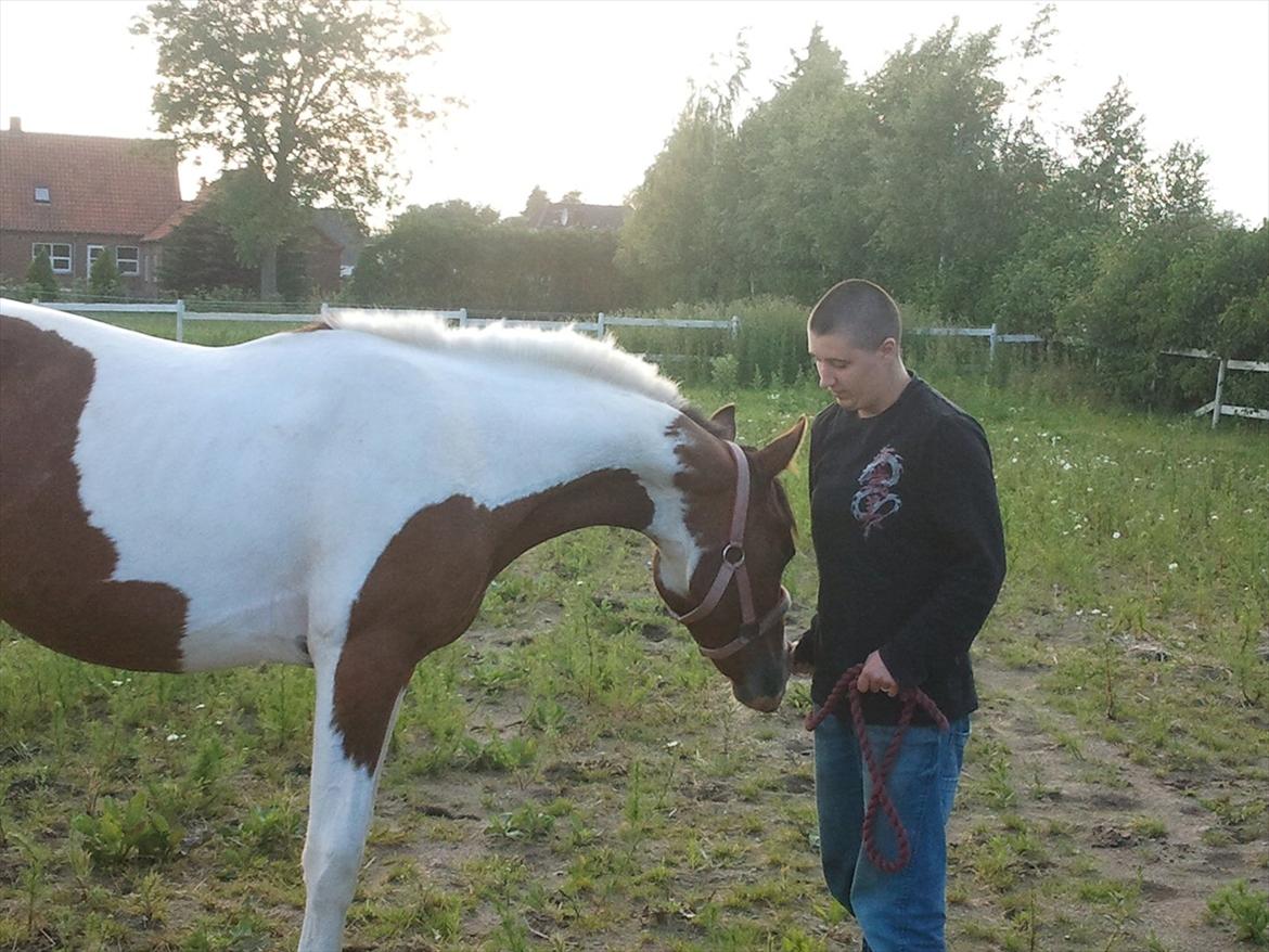 Pinto Honey Blossom Shiela billede 9