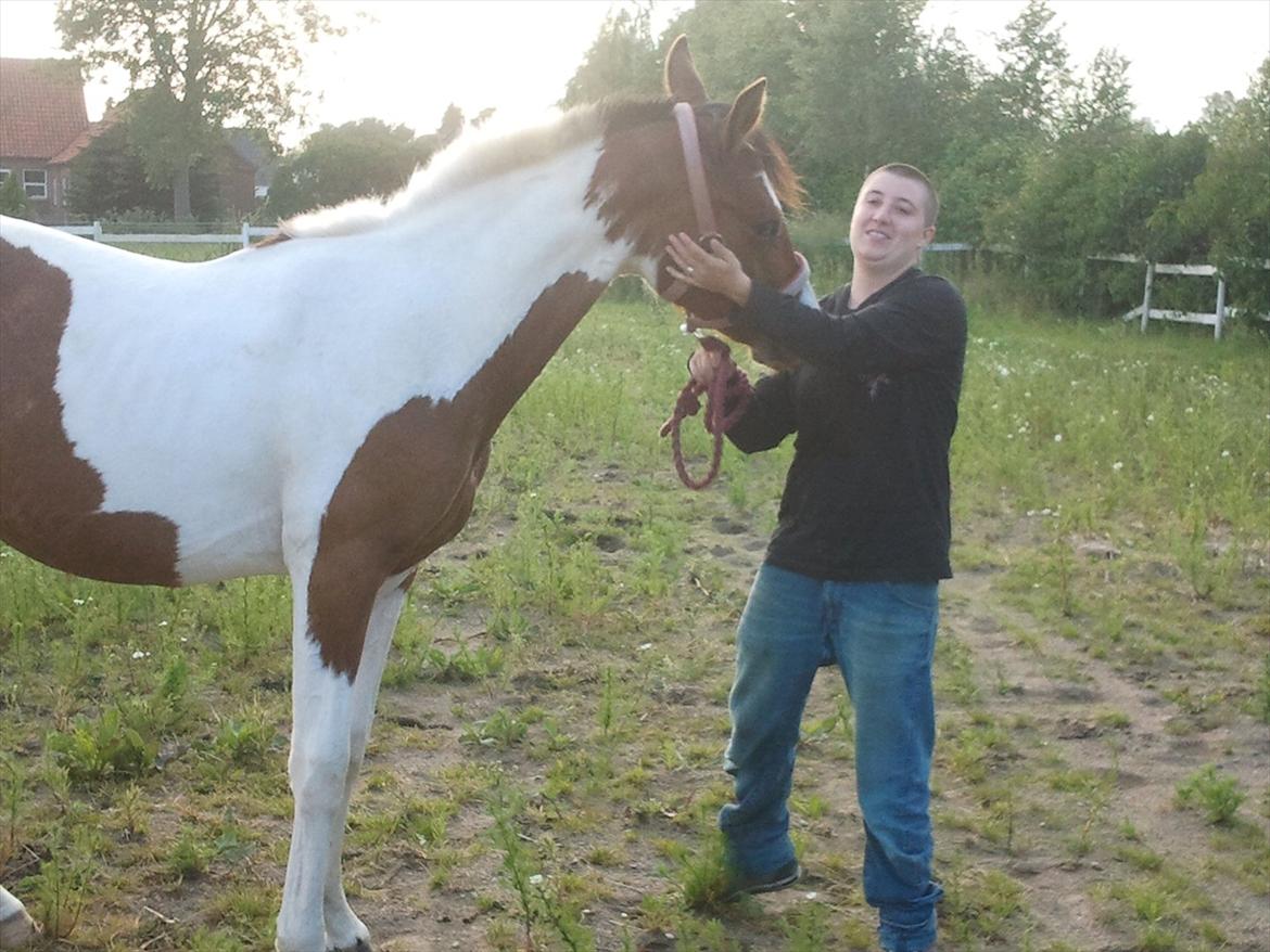 Pinto Honey Blossom Shiela billede 10