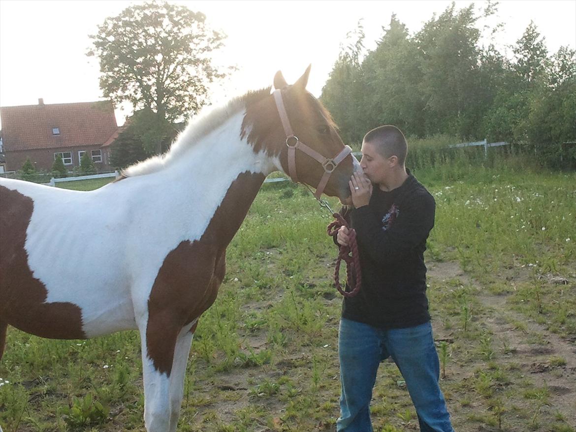 Pinto Honey Blossom Shiela billede 11