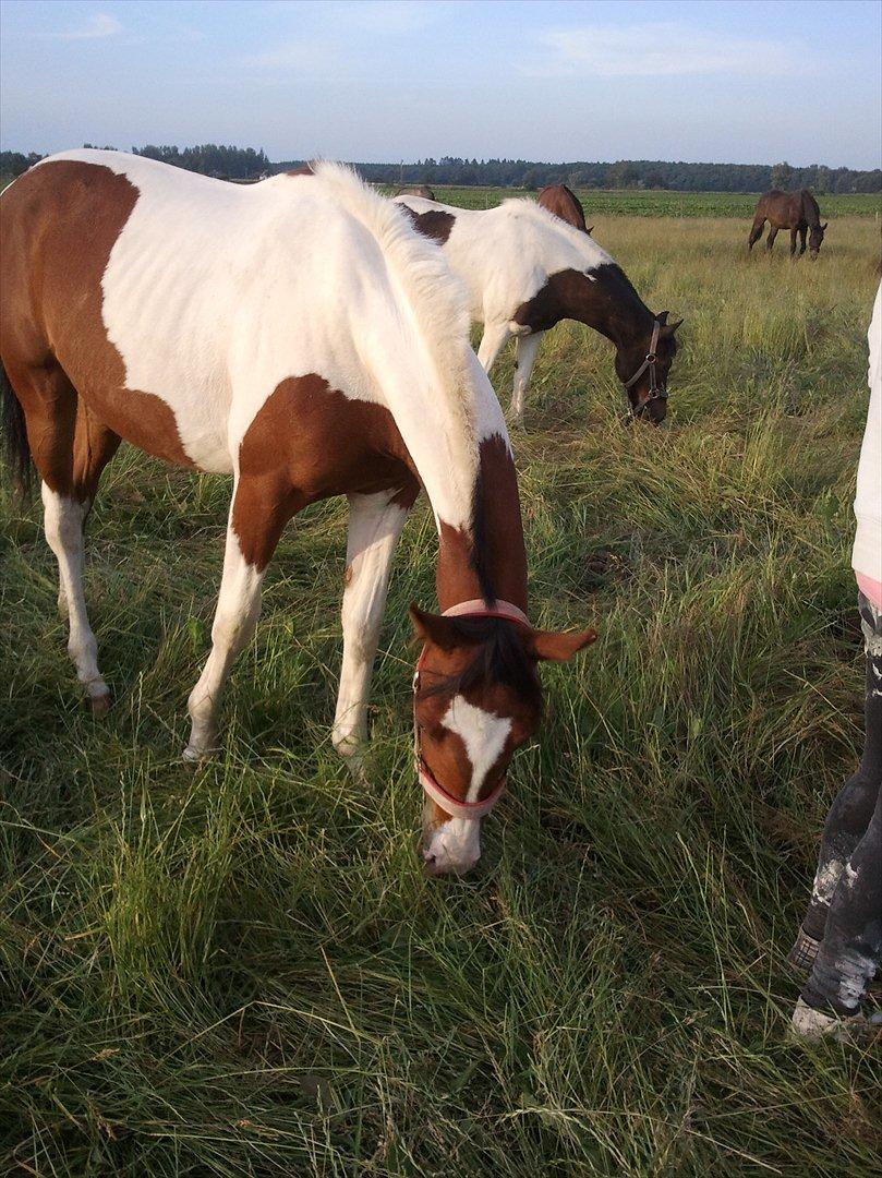 Pinto Honey Blossom Shiela billede 12