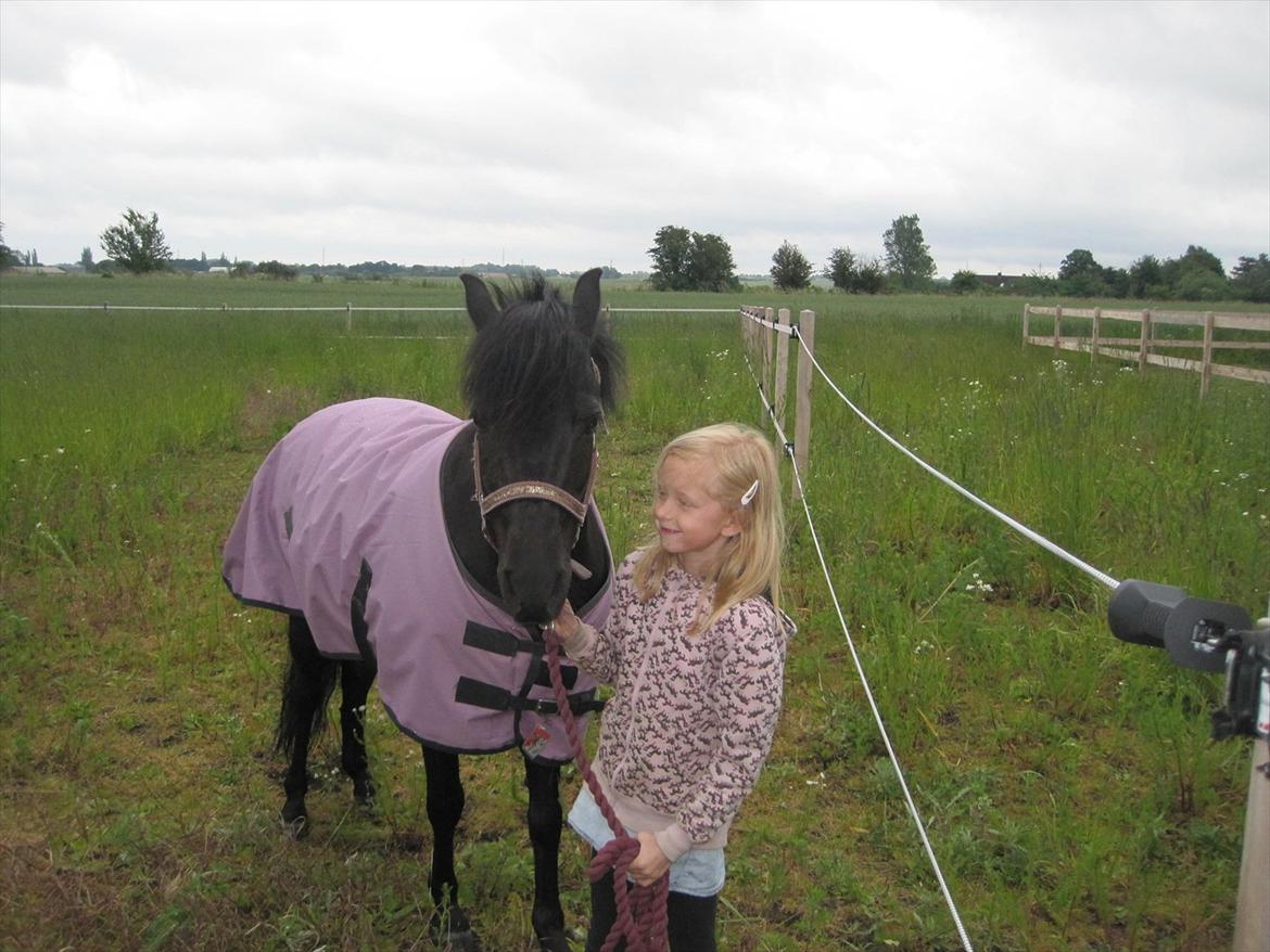 Welsh Pony (sec B) Papaya - Nadja henter papaya fra sommerfold billede 7