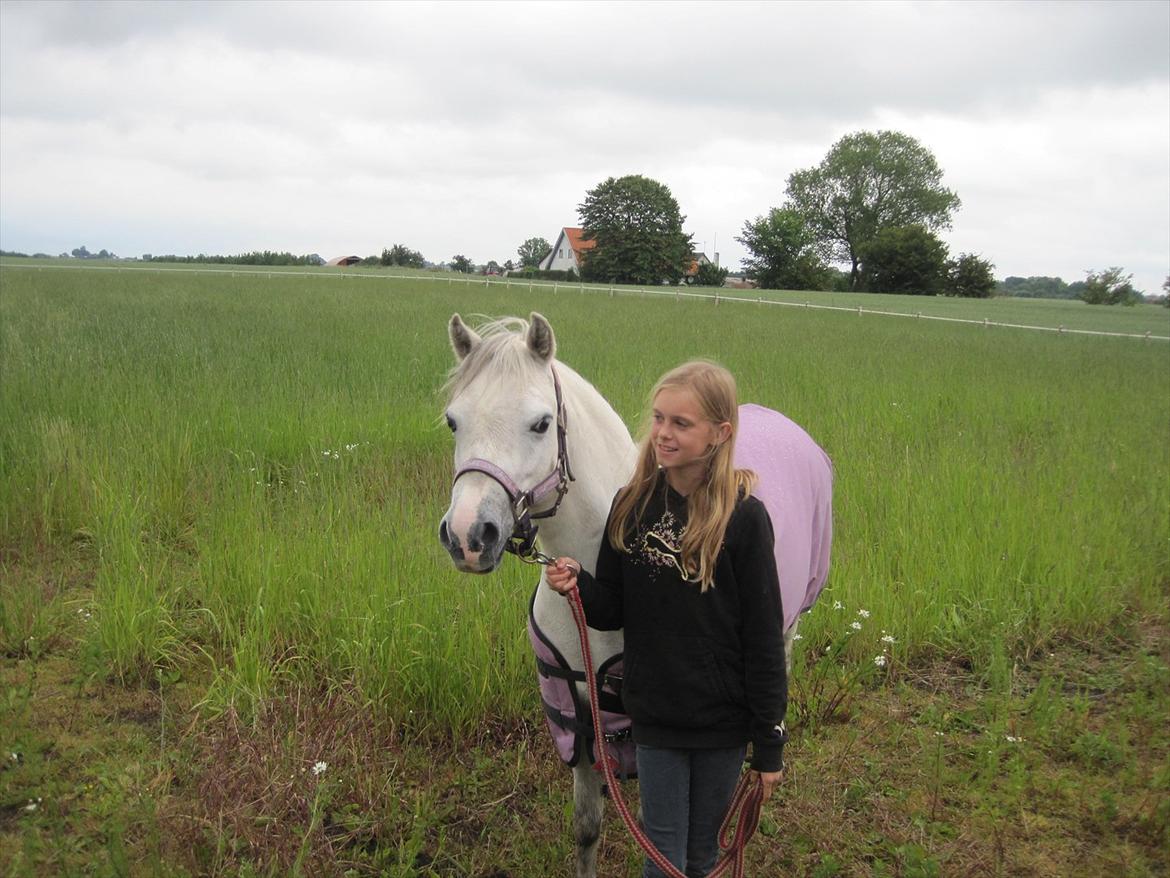 Welsh Mountain (sec A) Nelly - Hyggeligt  at stå her med Natascha billede 9