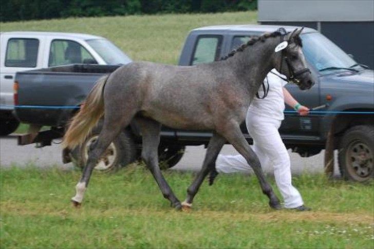 New Forest AB Jetstream - Horsens dyrskue. 22p billede 22