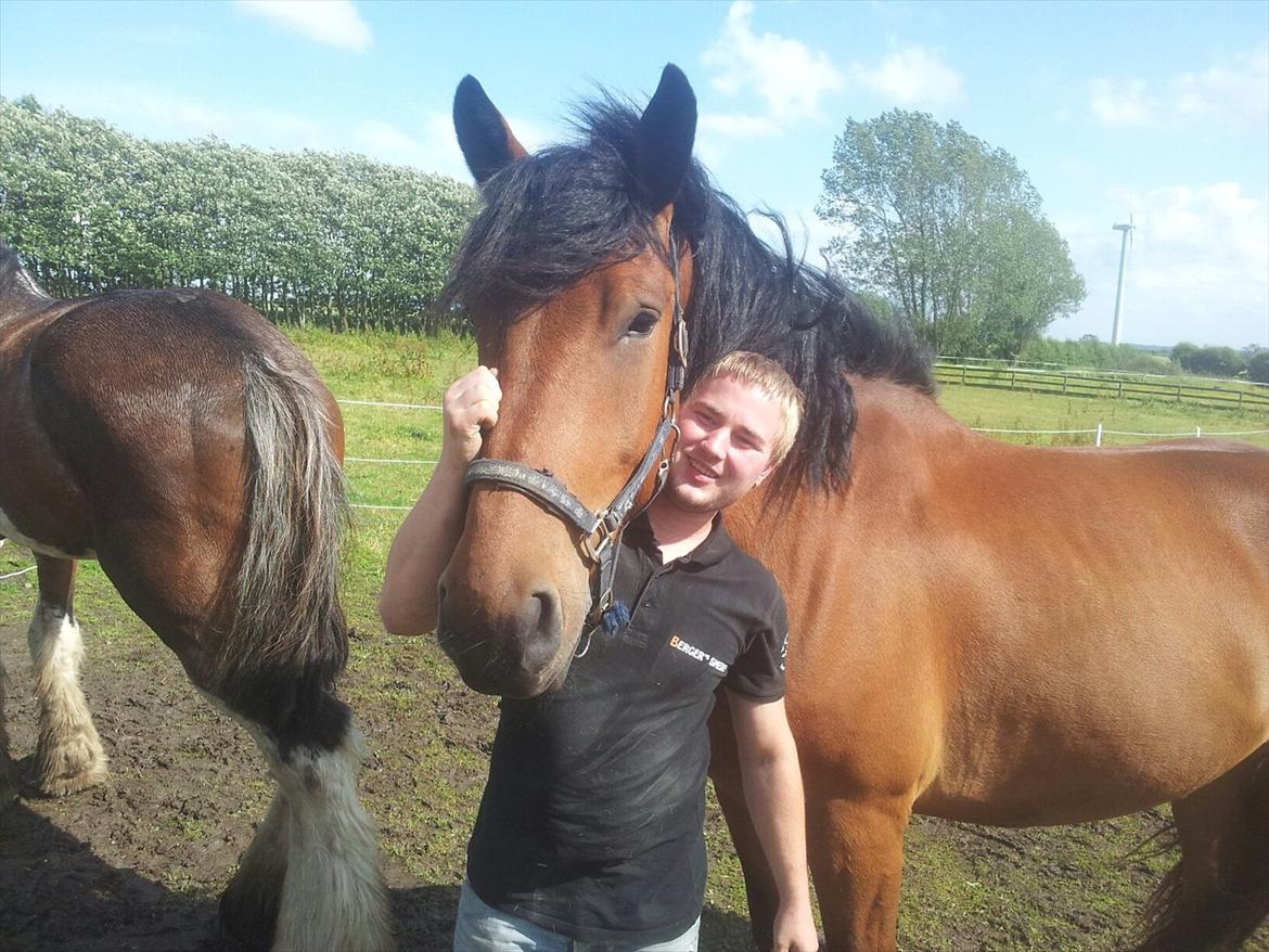 Noriker Bruno Diamant XVI - Min dejlige hest, min helt fantastiske og hans egen hest, som så pænt har plantet sin bagdel i billedet. ;) billede 20
