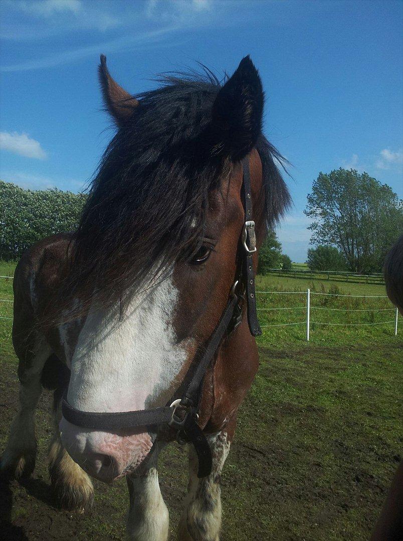 Clydesdale Howgillside Ideal Boy (RIP) billede 13