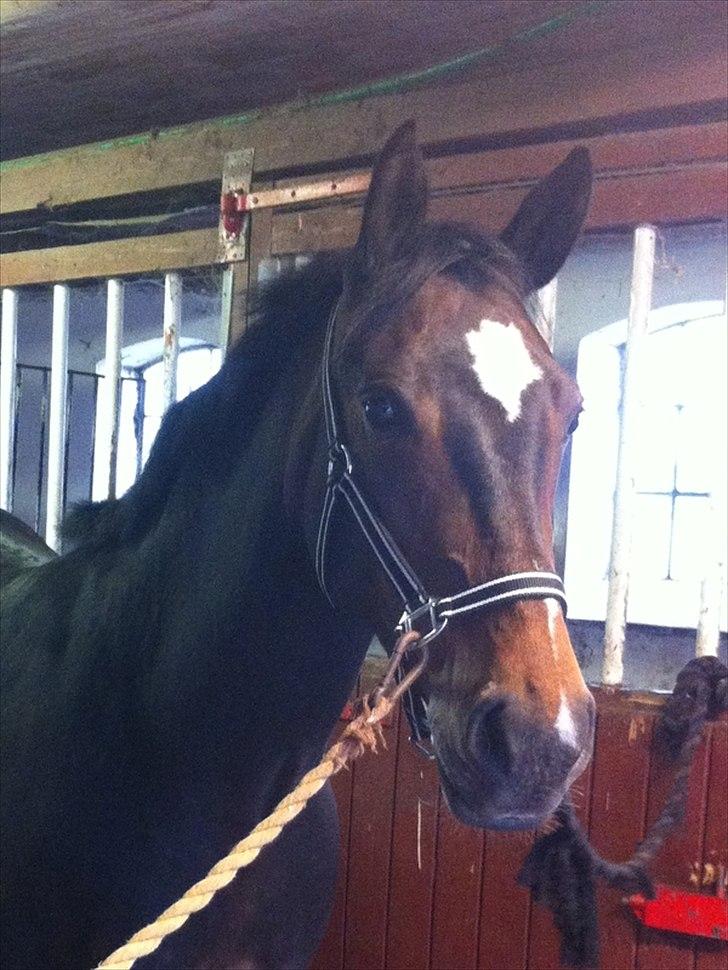 Anden særlig race Kimi billede 1