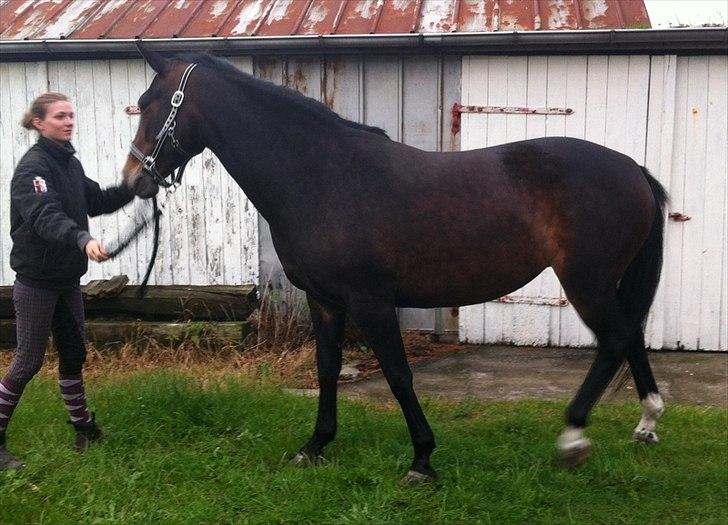 Anden særlig race Kimi billede 3