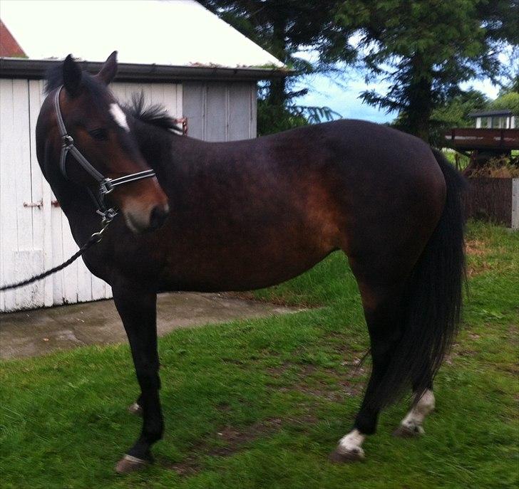 Anden særlig race Kimi billede 4