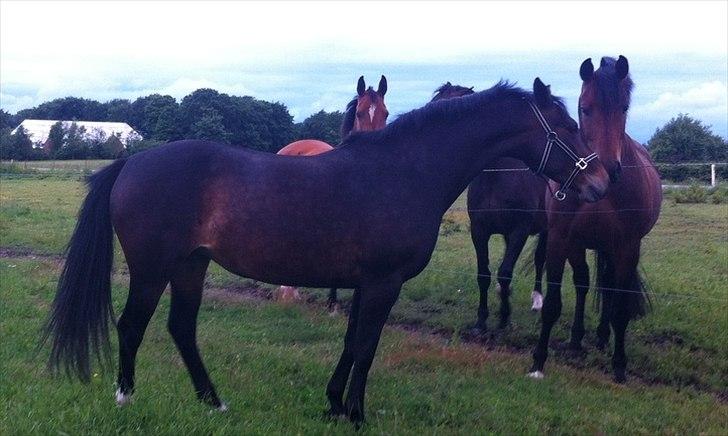 Anden særlig race Kimi billede 5