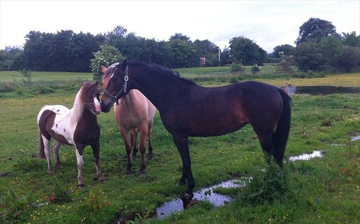 Anden særlig race Kimi billede 6