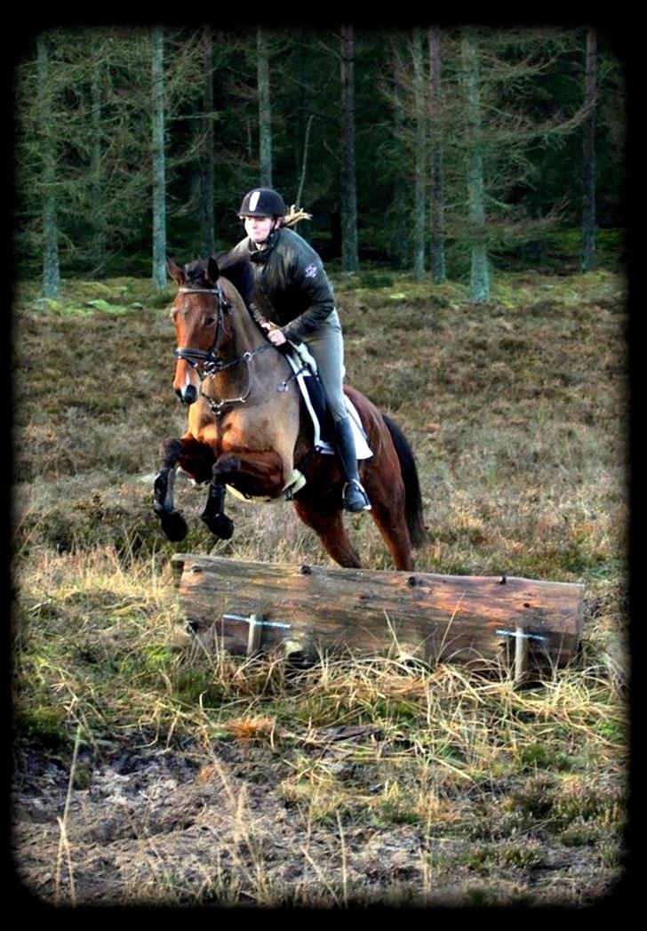 Fuldblod (XX) Flying Times/Flay - Flay og jeg.
Jagt.
Fotograf. Renee billede 1