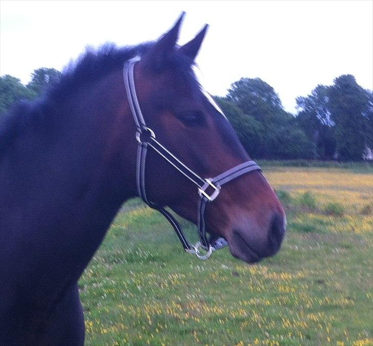 Anden særlig race Kimi billede 2