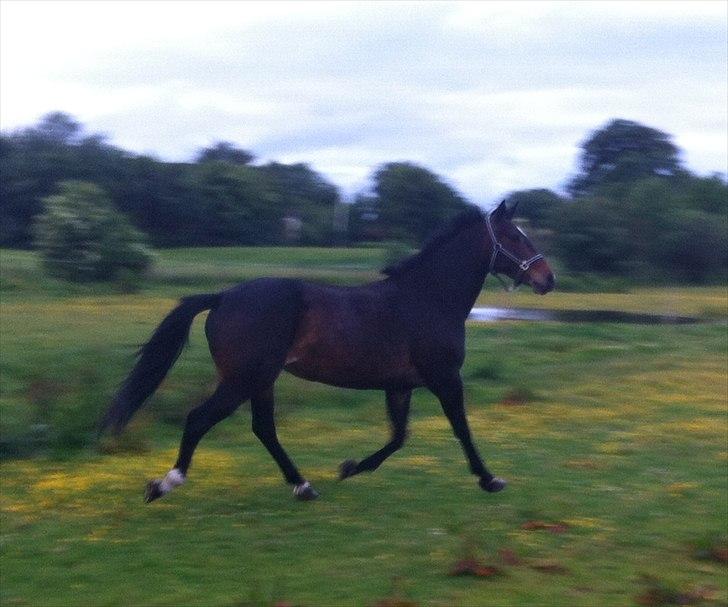 Anden særlig race Kimi billede 7