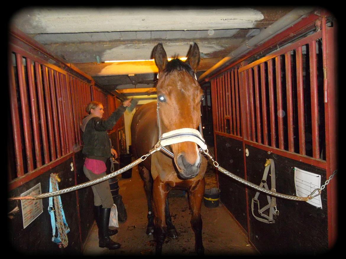 Fuldblod (XX) Flying Times/Flay - ZZZZZ  billede 3