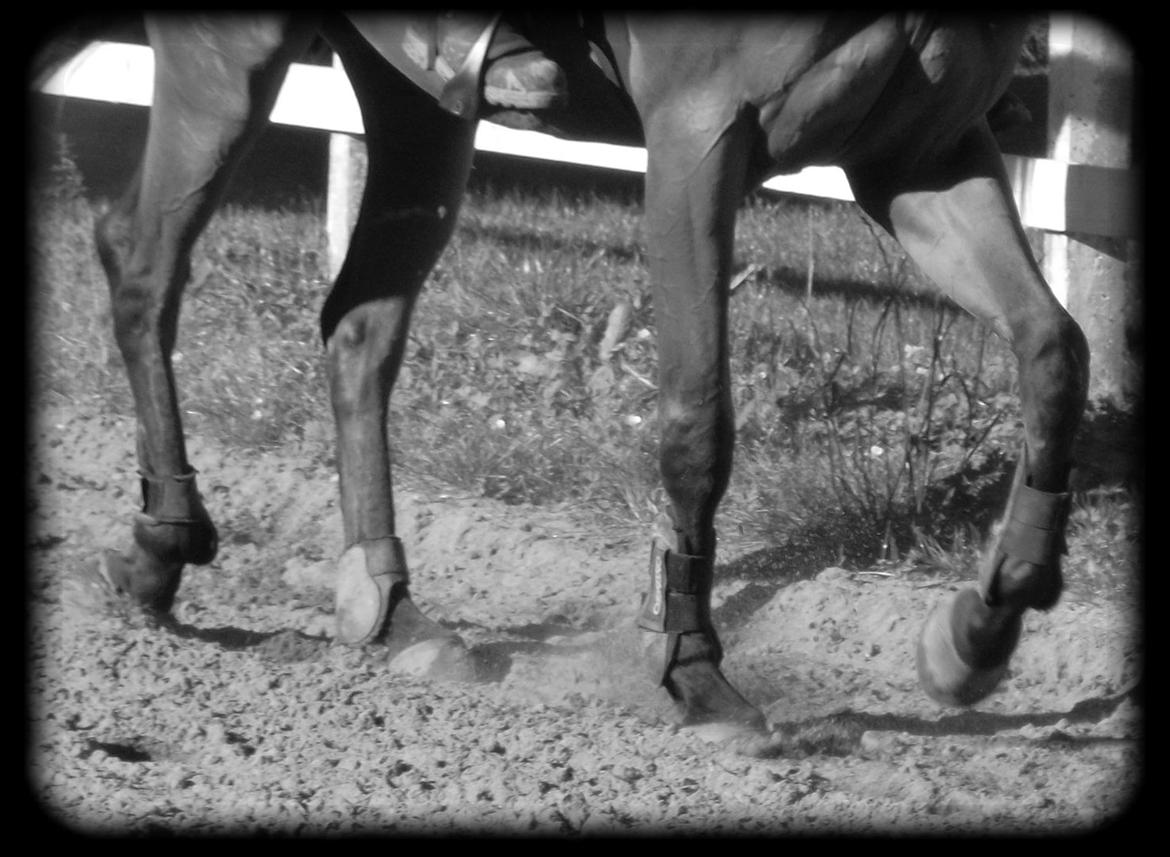 Fuldblod (XX) Flying Times/Flay billede 4