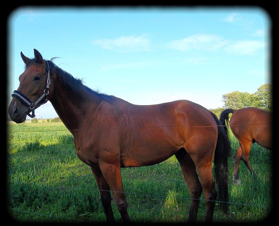 Fuldblod (XX) Flying Times/Flay - se lige mig :) billede 5