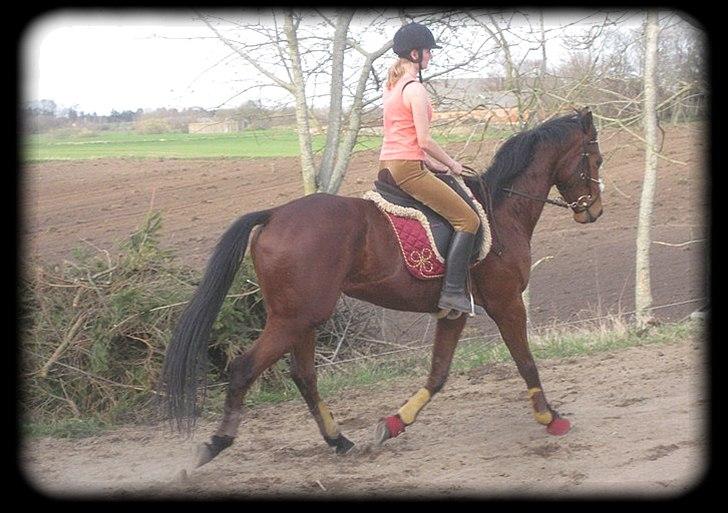 Fuldblod (XX) Flying Times/Flay - Genoptræning efter sparke i munden. billede 6