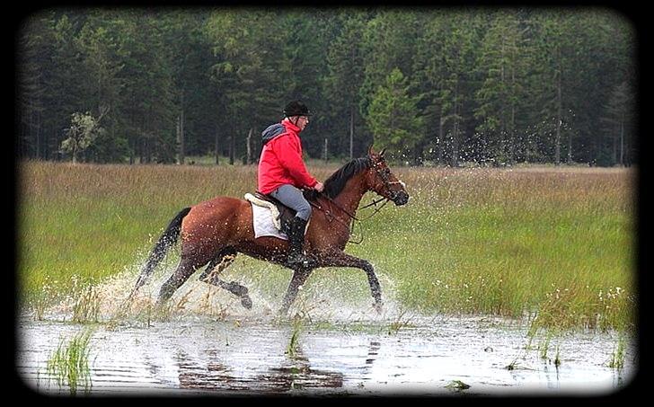 Fuldblod (XX) Flying Times/Flay - Flay og Chris
Jagt.
Fotograf. Renee billede 7