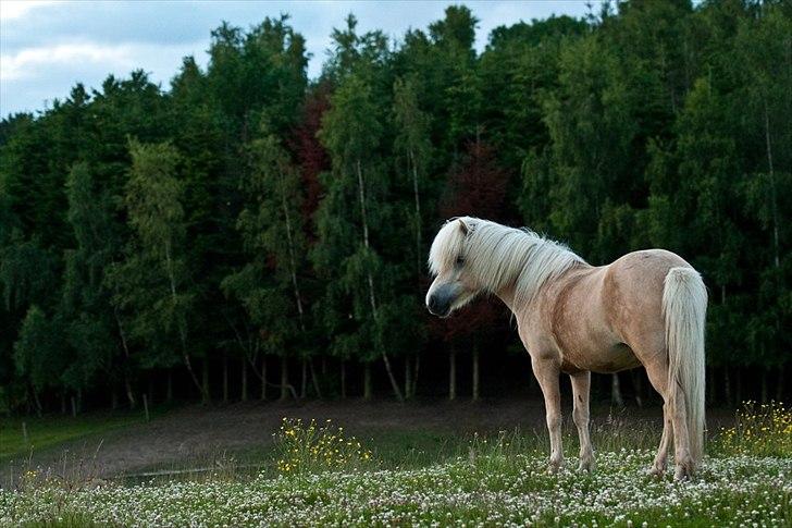 Islænder Elfa fra Allpass - Elfa nyder aftensolen. Fotograf: Daniel De Visme billede 1