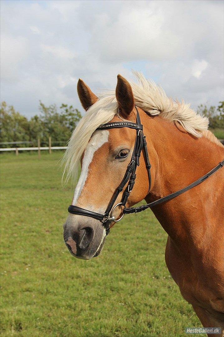 Haflinger Kaspertot's Qena billede 4