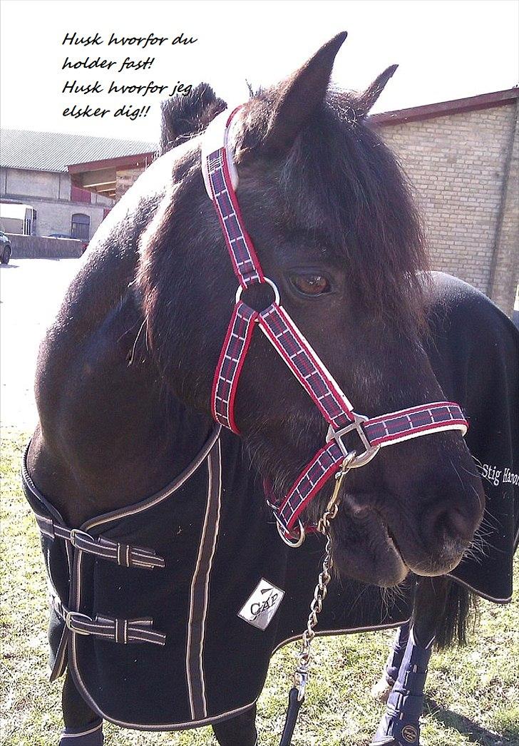 DSP Castella *SOLGT & SAVNET* - Der er ingen som dig! jeg vil være med dig 24/7! billede 14