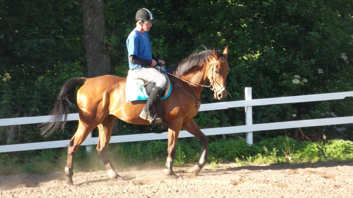 Fuldblod (XX) Flying Times/Flay billede 8