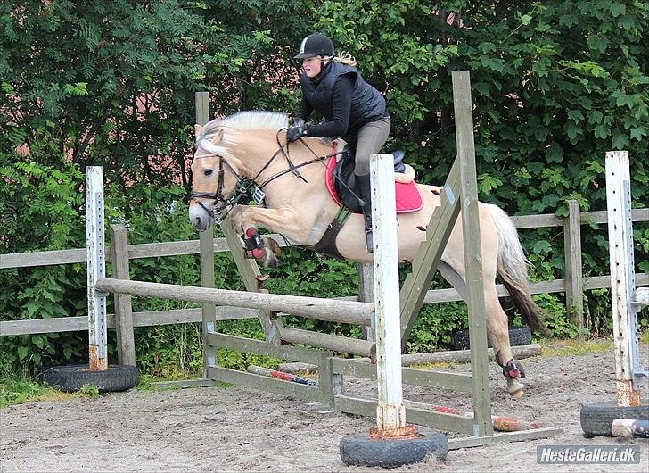 Fjordhest Møllevejs Troja [Malou] - mig og min søde pony kommer over en LA med mig på ryggen ud på gården  billede 19