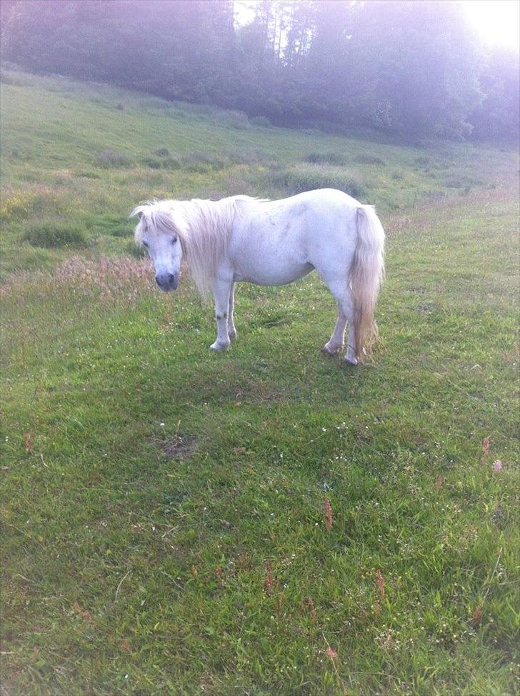 Shetlænder Jættegårdens Bell billede 6