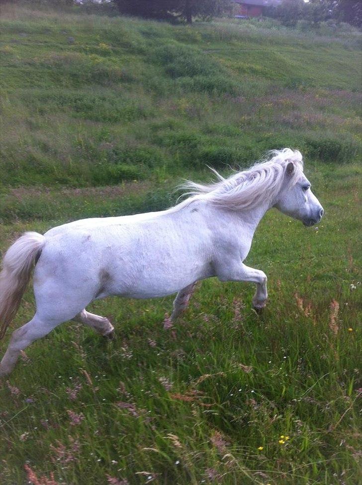 Shetlænder Jættegårdens Bell billede 7