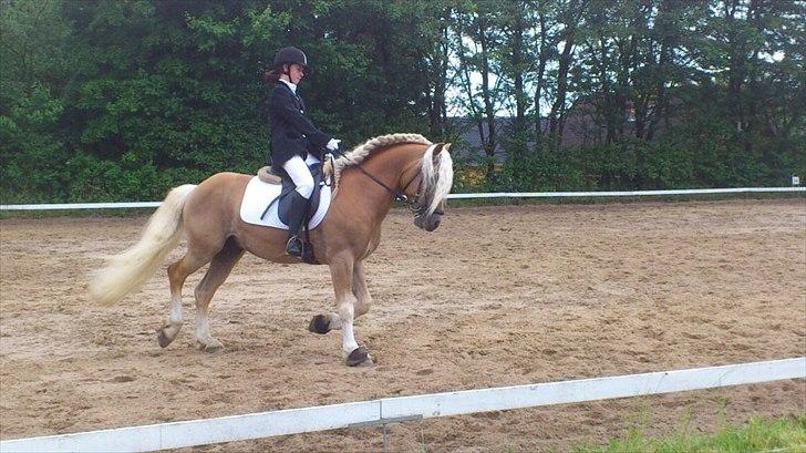 Haflinger Amadeos AVLHINGST billede 12
