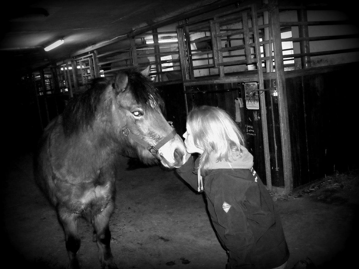 Anden særlig race Bølle Bob [Har redet] - -Living your life is a lot like practicing an instrument or studying for an exam. The more you live it, the better you get at it.

Foto: Fie (Hende der ride ham nu) billede 1