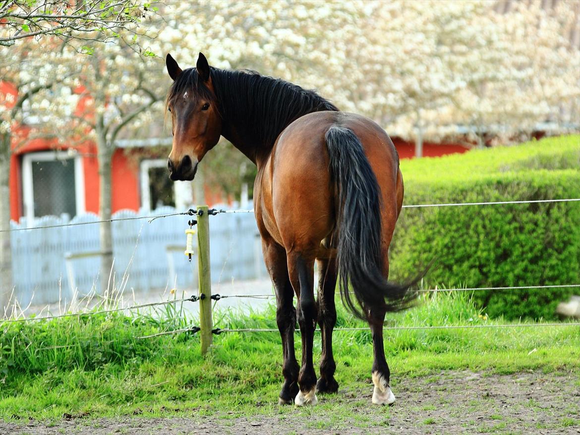 Oldenborg IL Dante af Mahmensborg  billede 5