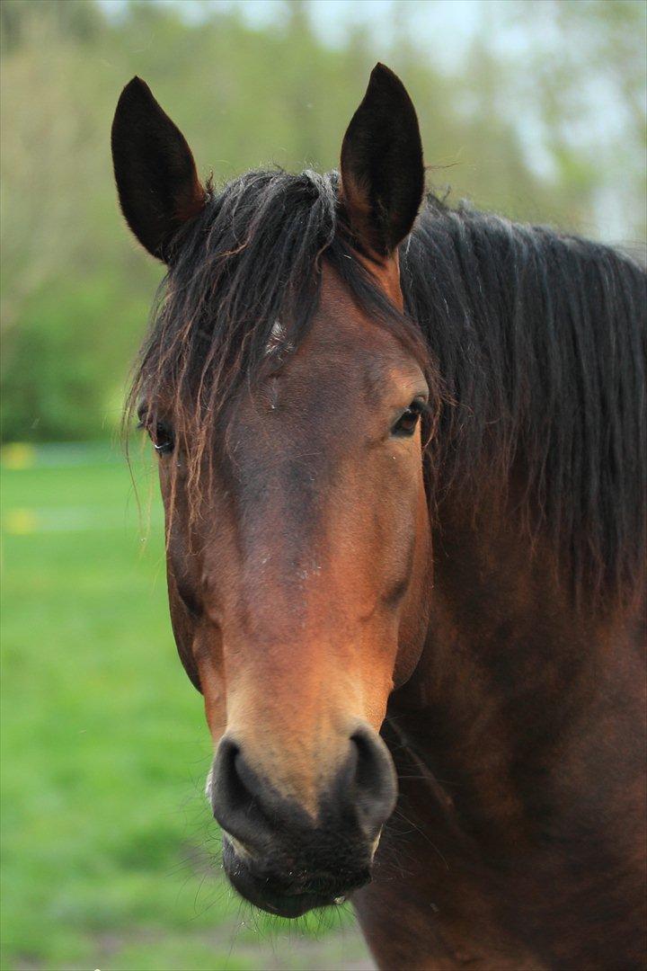 Oldenborg IL Dante af Mahmensborg  billede 6