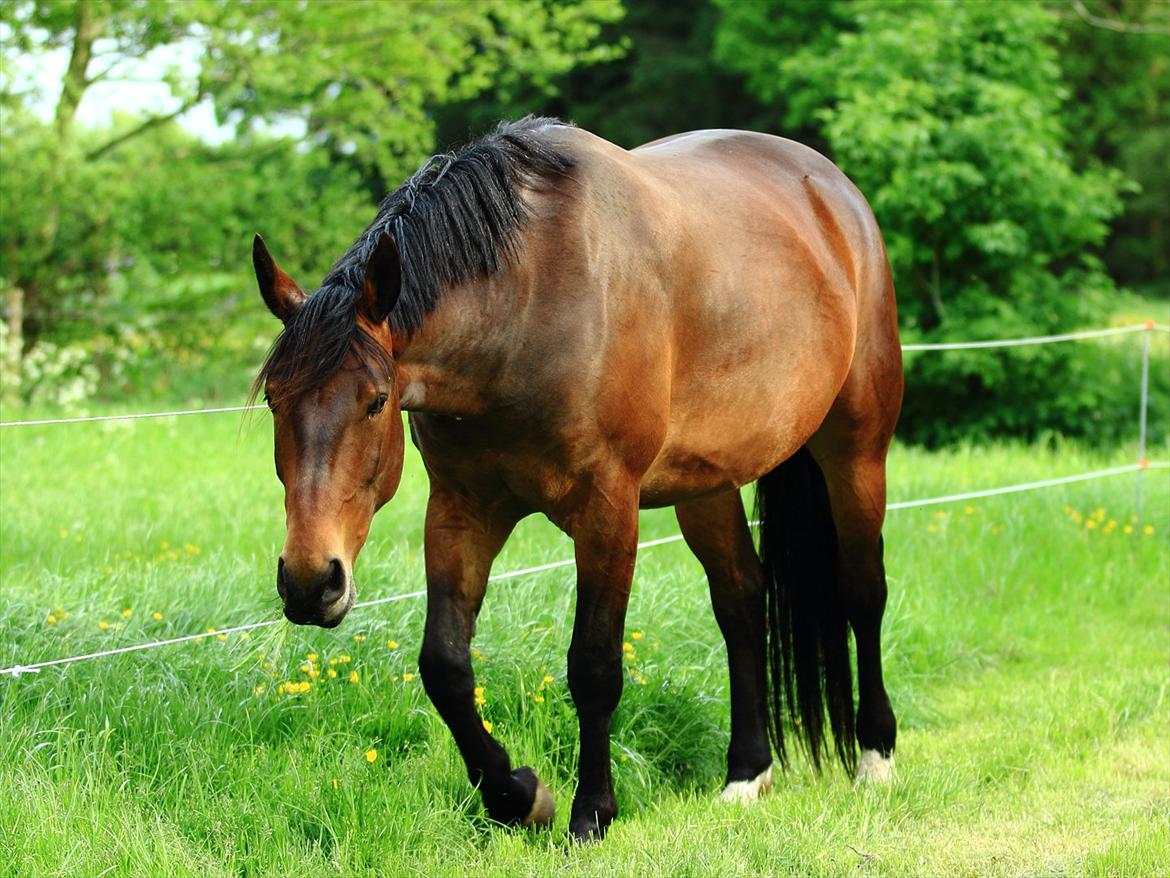 Oldenborg IL Dante af Mahmensborg  billede 14