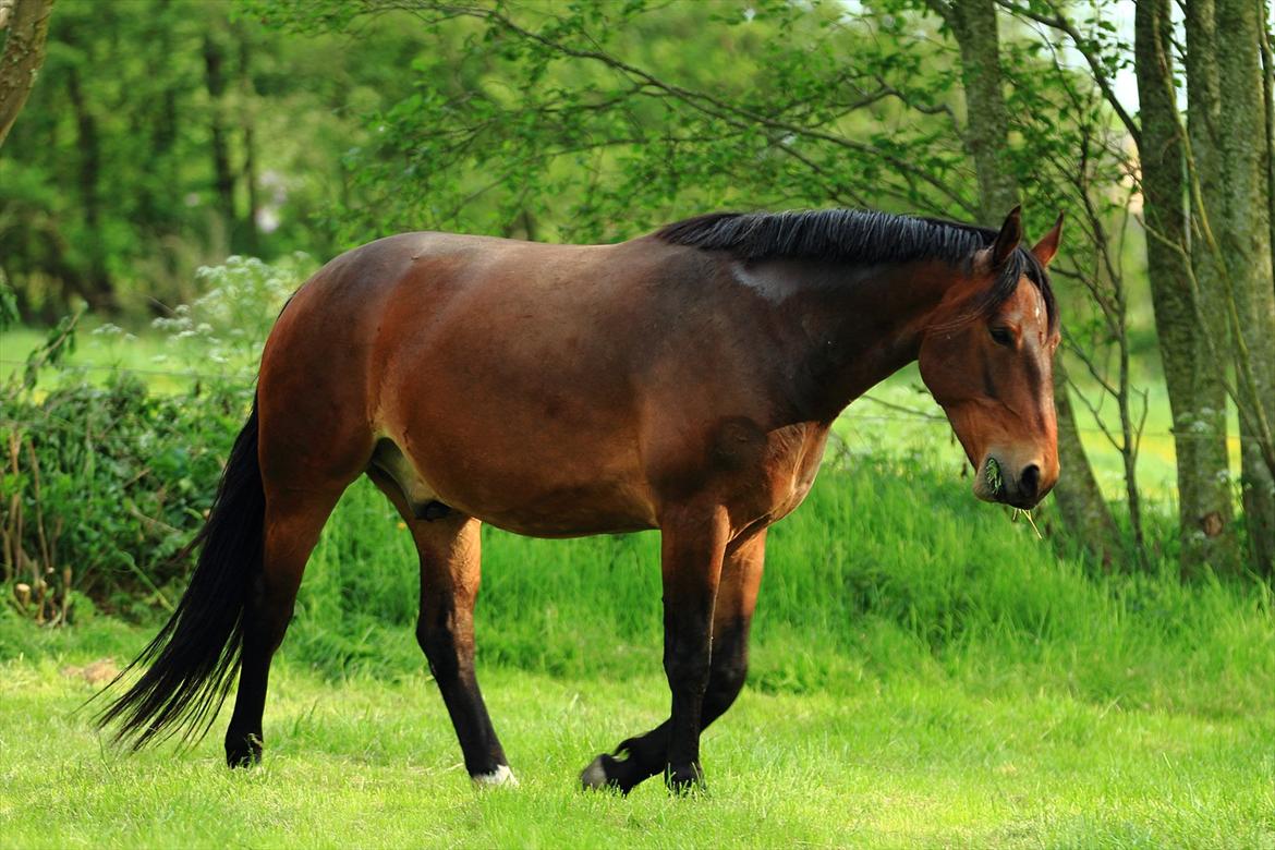 Oldenborg IL Dante af Mahmensborg  billede 15