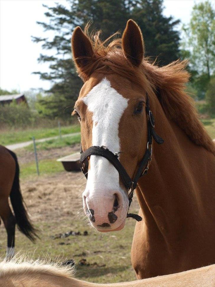 Dansk Varmblod Engholms Windcome - På sommergræs 2012 billede 21