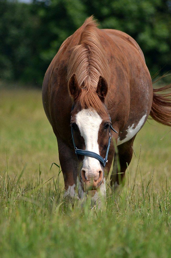 Anden særlig race Fønix R.I.P Minskat <3 billede 19