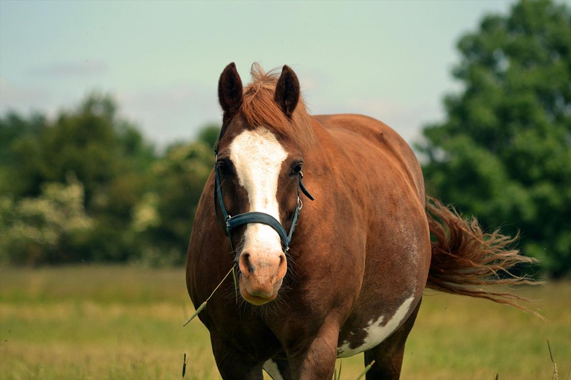 Anden særlig race Fønix R.I.P Minskat <3 billede 1