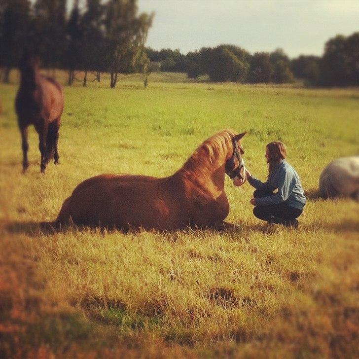Anden særlig race Fønix R.I.P Minskat <3 billede 11
