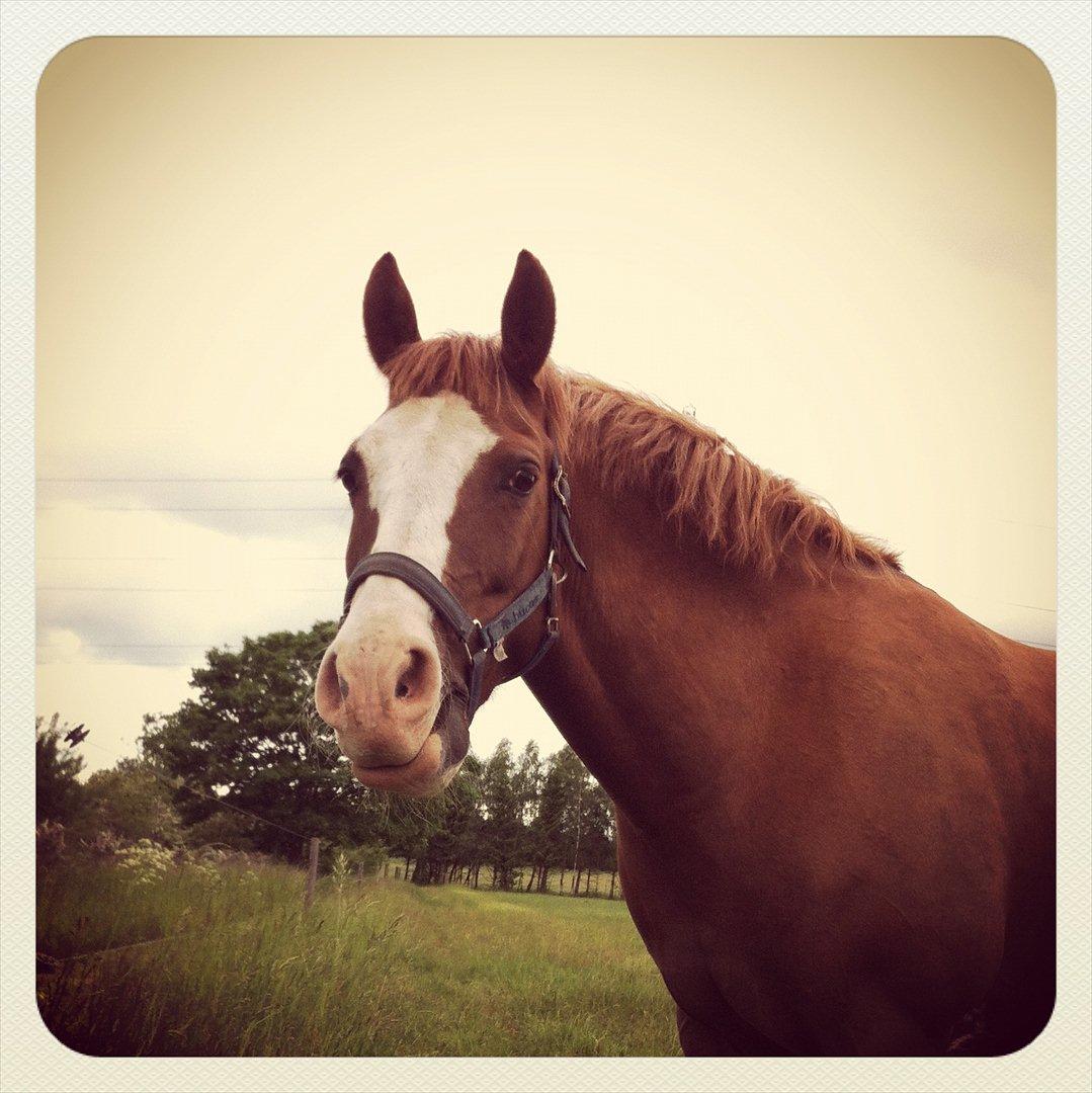 Anden særlig race Fønix R.I.P Minskat <3 billede 20