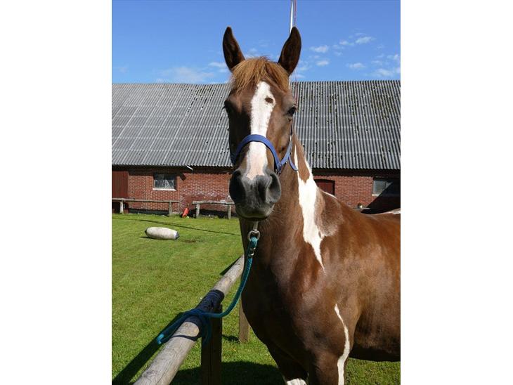 {{currentPhoto.altText}} billede {{currentPhoto.number}}