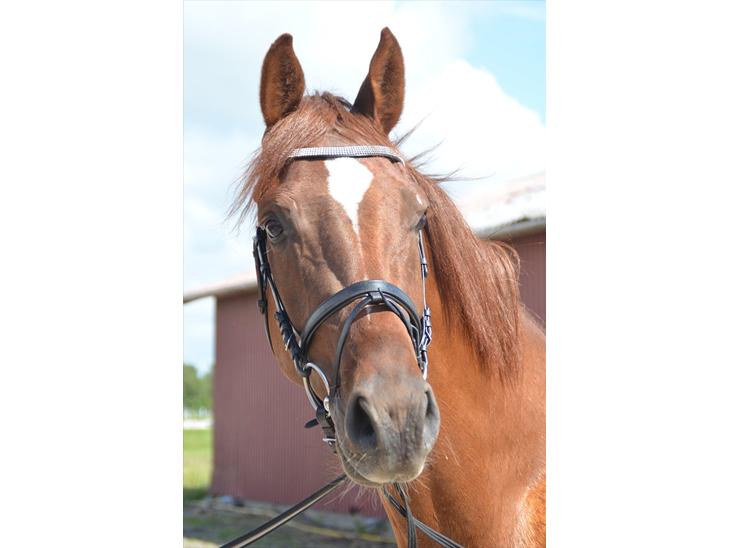 {{currentPhoto.altText}} billede {{currentPhoto.number}}